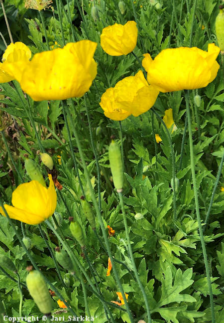 Meconopsis cambrica, keltavaleunikko
